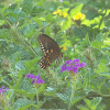 Spicebush  Swallowtail Butterfly