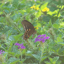 Spicebush  Swallowtail Butterfly
