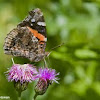 Red Admiral