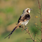 Tesoura-do-brejo (Streamer-tailed Tyrant)