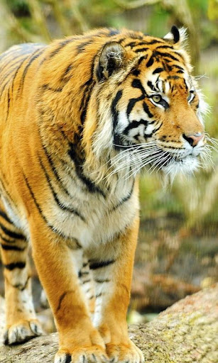 Tigers Wallpapers