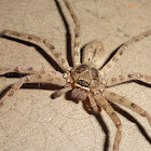 Brown Huntsman spider or Laya