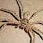 Brown Huntsman spider or Laya