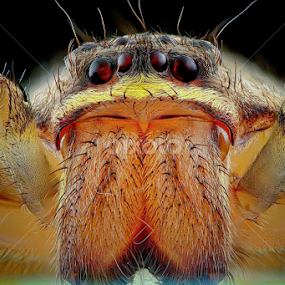 huntsman spider by Rhonny Dayusasono - Animals Insects & Spiders