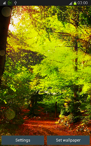 Green Forest HD Wallpapers