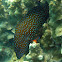Blue spotted grouper