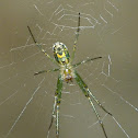Orchard spider (male)