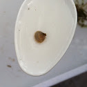 Grooved Fingernail clam