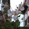 Himalayan Balsam