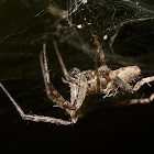 Spider for ID