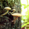 Mystery Mushroom F