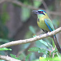 Pajaro péndulo, Blue crowned Motmot