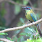 Pajaro péndulo, Blue crowned Motmot