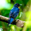 Mangrove Blue Flycatcher