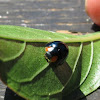 Metallic blue ladybug