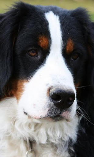 Bernese Mountain Dogs Puzzle