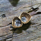 Fluted Bird's Nest Fungi