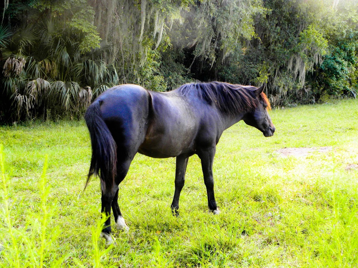Wild Florida Spanish Horse