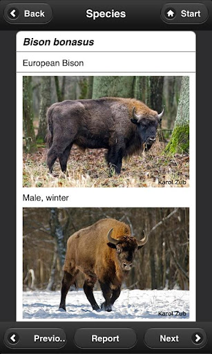 European Large Herbivores