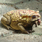 Toad