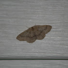 Hemlock Looper Moth