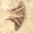 Tropical swallowtail moth