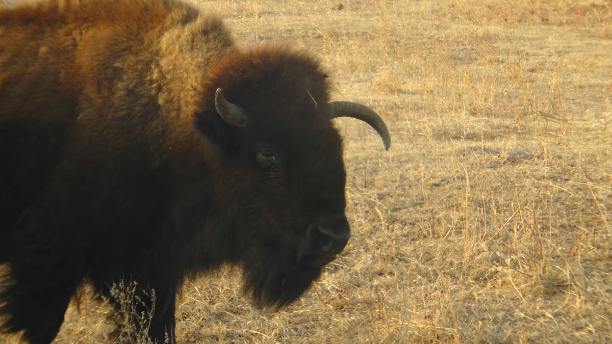 Bison / American Buffalo