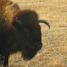 Bison / American Buffalo