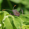 squash bug