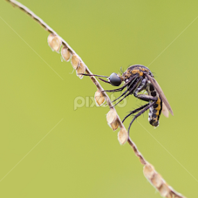 counting seed by Ardi Aviyatna - Animals Insects & Spiders