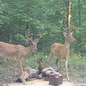 White-tailed deer - buck(s)