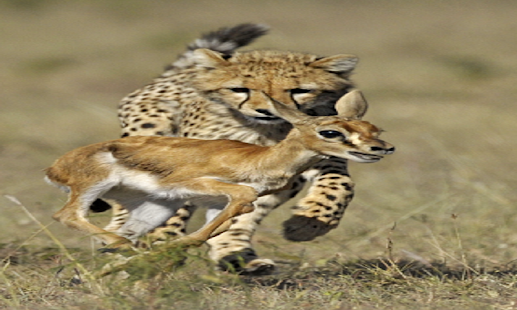 How to mod Cheetah Wallpapers 1.1 unlimited apk for pc