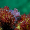 Candy Crab / Soft Coral Crab