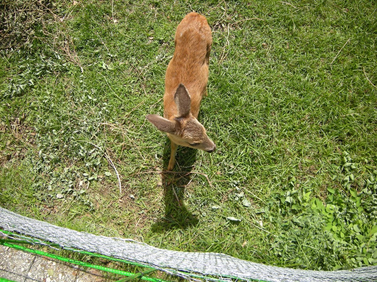 Srna (fawn)