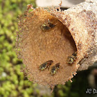 Stingless bee Nest Entrance