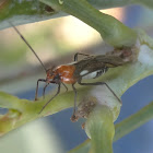 Wasp mimic mirid bug