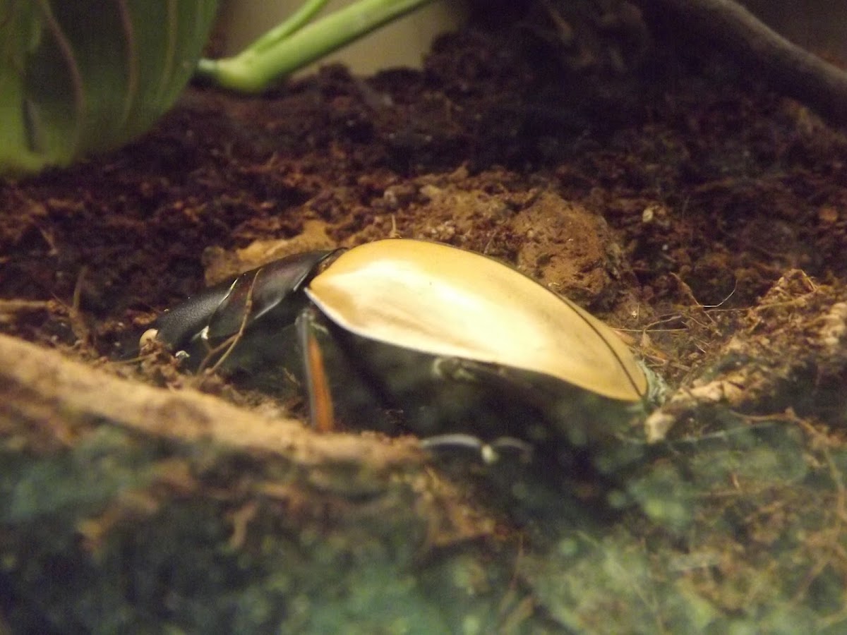 Giant Yellow Stag Beetle