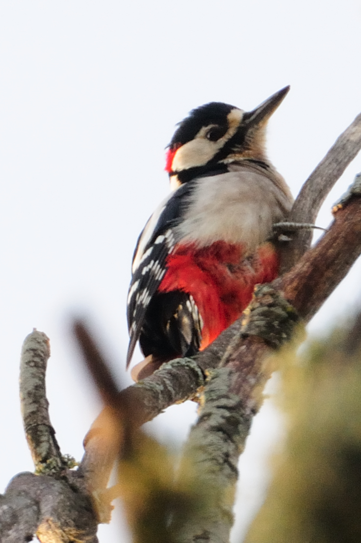 Great Spotted Woodpecker; Pico Picapinos