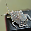 Unidentified shield bug