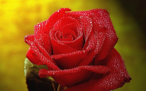 How to install 3D Rose Live Wallpaper patch 1.0 apk for bluestacks