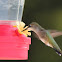 Ruby throated hummingbird