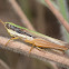 Dry grassland grasshopper