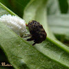Bulbous treehopper laying eggs