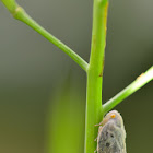 Citrus Flatid Leafhopper