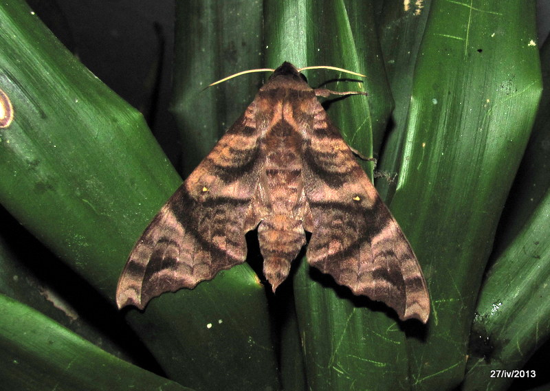 Silky Forest Hawkmoth