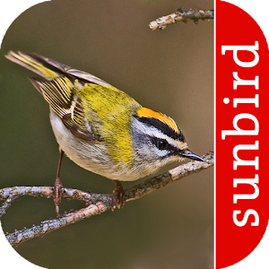 Vogel Id Schweiz - Gartenvögel logo