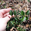 Chinese Privet