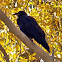 American Crow