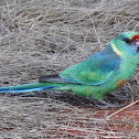 Ringnecked Parrot (Mallee form)