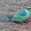 Ringnecked Parrot (Mallee form)